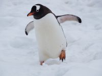 Von extratopmotivierten Pinguinen – Kaffkaesk #1